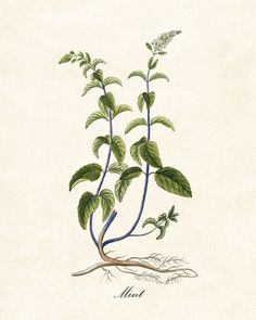 an illustration of a plant with roots and leaves on it's side, framed in a black frame