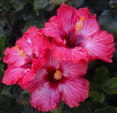 two pink flowers with green leaves in the background