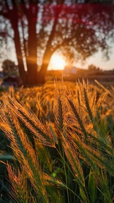 the sun shines brightly behind some tall grass in front of a large, tree