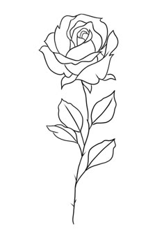 the outline of a rose on a white background