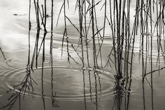 black and white photograph of water with reeds