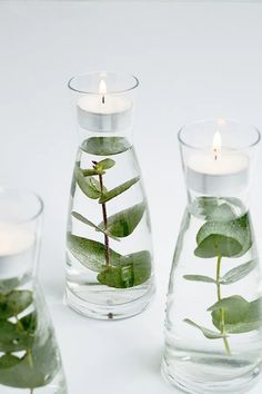 three glass vases with plants in them on a white surface, one is filled with water and the other has a lit candle