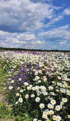 a field full of white and purple flowers under a blue sky with clouds above it