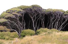 the tall trees are standing in the grass near each other on top of a hill