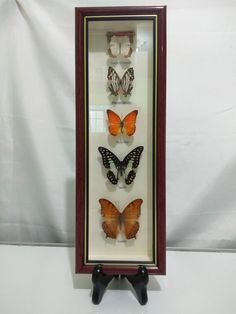 three butterflies in a shadow box on a white background with a wooden stand holding them