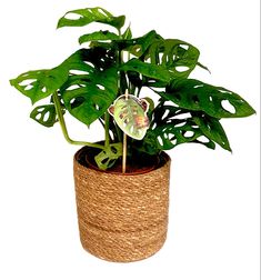 a potted plant with a clock on it's side in a woven basket