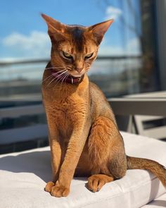 an orange cat sitting on top of a white cushion with its eyes closed and tongue out