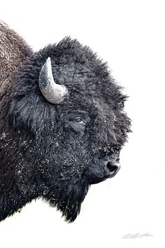 an image of a bison with horns on it's head and snow all over its fur