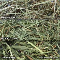 the different types of grass that are growing