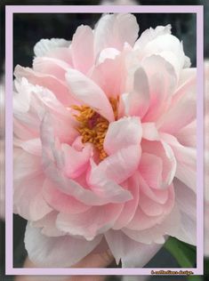 a pink and white flower in someone's hand