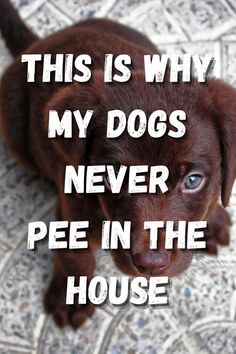 a brown dog with the words this is why my dogs never pee in the house