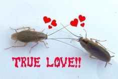 two cockroaches with red hearts on their backs and the words true love