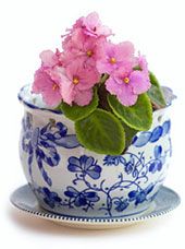 a blue and white flower pot with pink flowers in it on a saucer plate