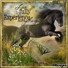 a black horse is galloping through the grass with an inspirational quote above it that reads, we fully experience everything