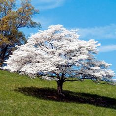 a large white tree sitting on the side of a lush green hillside under a blue sky