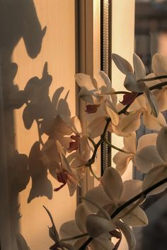 some white flowers are in a vase on a window sill with the shadow of a person's head