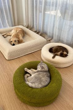 two dogs and a cat sleeping in their beds