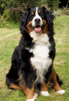 a dog sitting in the grass with its tongue out