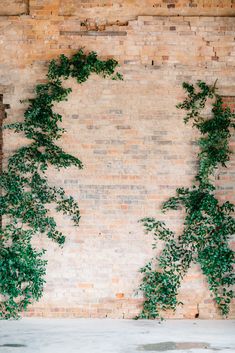 two green plants are growing on the side of a brick wall