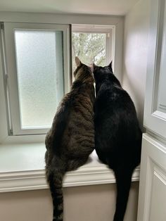 two cats are looking out the window together