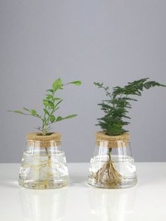 two glass vases with plants in them