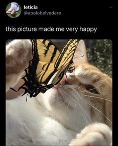 an orange and white cat with a butterfly on its head