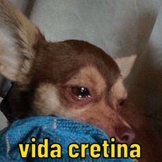 a small dog laying on top of a bed with the caption vida cretina