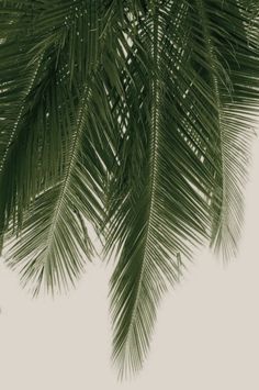 the top of a palm tree against a white sky