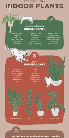 an info sheet describing the different types of houseplants and how to use them