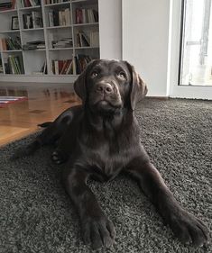 a black dog laying on the floor in front of a book shelf