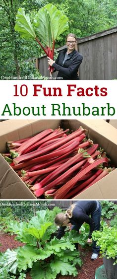 the garden is full of rhubars and there are many different things in it