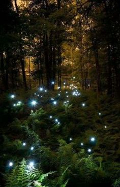 some lights that are glowing in the dark forest with trees and ferns on it,