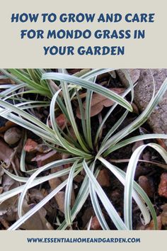 How To Grow And Care For Mondo Grass In Your Garden Paver Path, Green Thumb