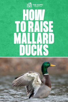 Mallard Ducks | The Happy Chicken Coop Duck Species, Wild Ducks, Mallard Ducks, Wild Duck, Migratory Birds, Mallard Duck, Mallard