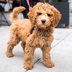 a small brown dog standing on top of a sidewalk