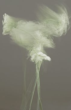 an abstract photograph of white flowers in a vase