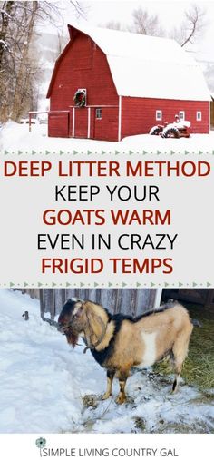 a goat standing in the snow next to a red barn with text that reads, deep litter method keep your goats warm even in crazy frigid