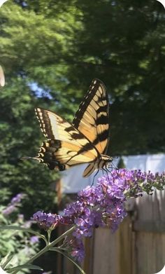 a yellow and black butterfly sitting on top of a purple flower next to a wooden fence