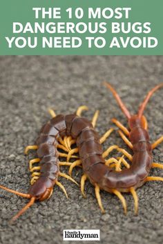 the 10 most dangerous bugs you need to avoid