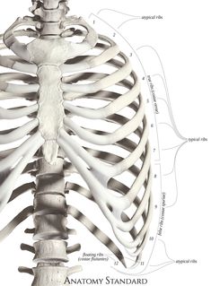 the skeletal skeleton is shown with labels on its ribs and neck bones, including the upper half of the ribcage