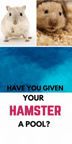 an image of hamsters with the words have you given your hamster a pool?