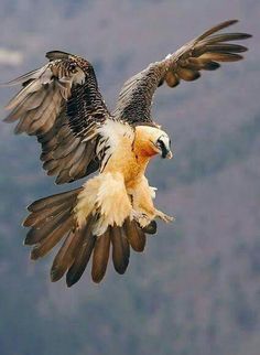 a large bird flying through the air with it's wings spread