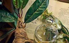 an open book on a table next to a glass jar with a plant in it