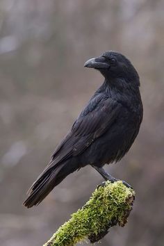 a black bird sitting on top of a moss covered branch