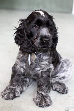 a black and white dog sitting on the floor