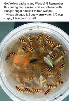 a bunch of honeybees in a plastic container on top of a facebook page