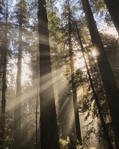 sunlight shining through the trees in a forest