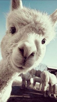 an alpaca looking at the camera with its tongue out