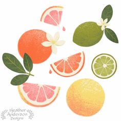 an orange, lemon and lime cut in half on a white background with green leaves