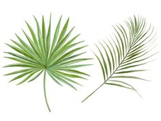 two green palm leaves on a white background